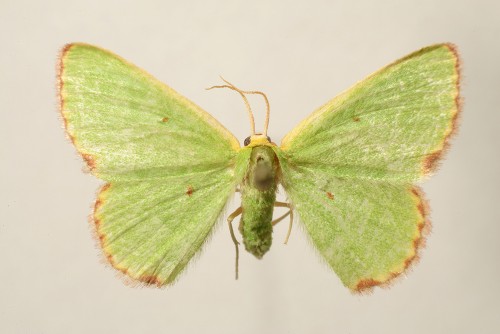 E. indigenata, samica,  Bułgaria pd.-zach.