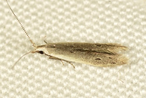 Coleophoridae - Coleophora unipunctella  DSC_0181.JPG