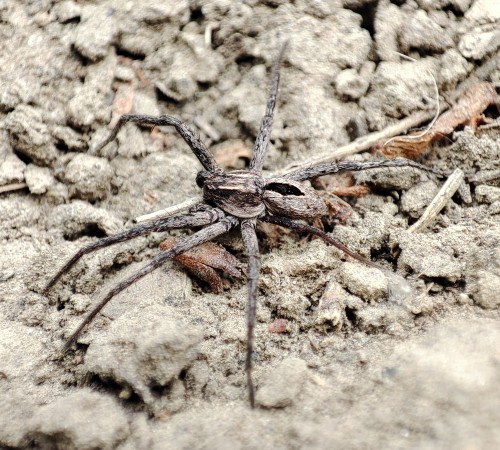 43. Thanatus formicinus/arenarius(?) po przejściach