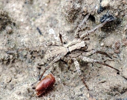 51. Pardosa sp.?