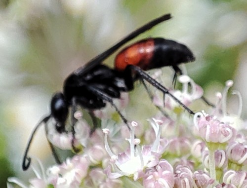 52a. Anoplius infuscatus - co prawda ostrość poszła w las (a właściwie w kwiaty na pierwszym planie), ale dobrze widać kolorystykę odwłoka