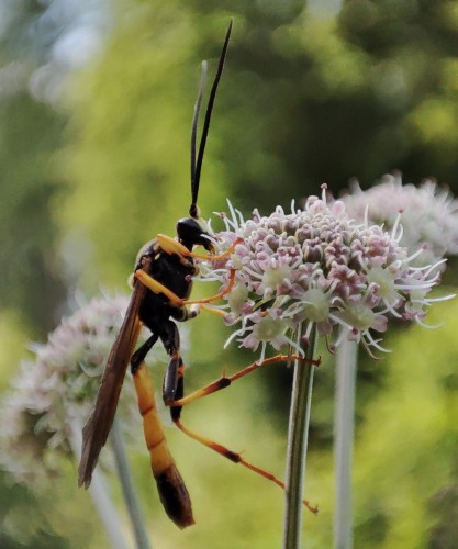 56. Ichneumon emancipatus