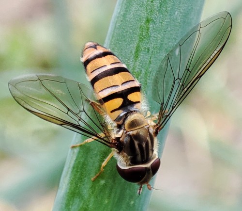 47. Bzyg prążkowany (Episyrphus balteatus)