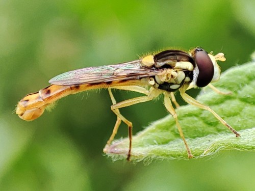 48. Kuliboda łąkowa (Sphaerophoria scripta)(?) - samiec