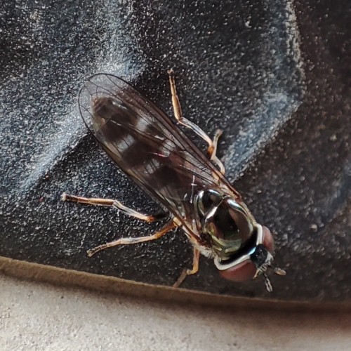 50. Platycheirus sp. (albimanus?)