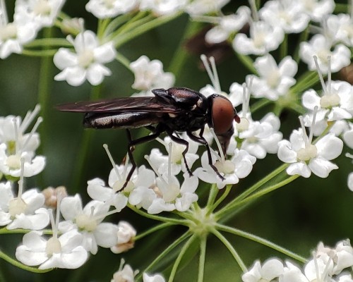 52. Chrysogaster solstitialis