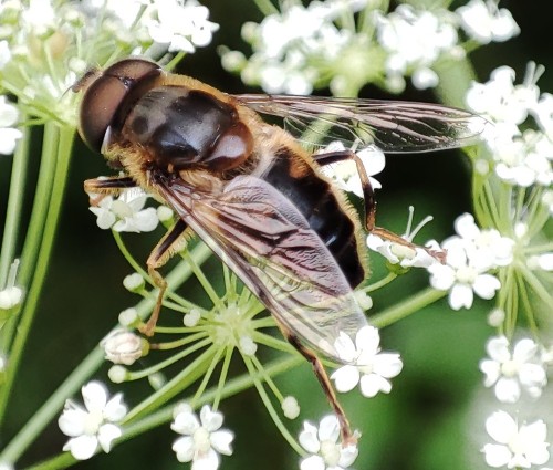 53. Eristalis sp.