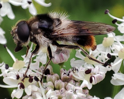 54. Criorhina ranunculi(?)