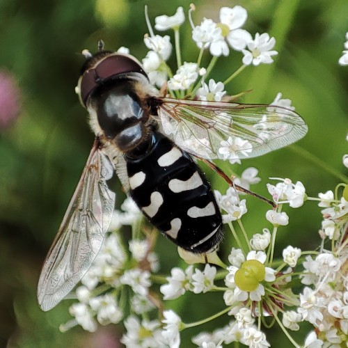 56. Bzyg brzęk (Scaeva pyrastri)