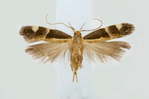 Helcystogramma lamprostoma.jpg