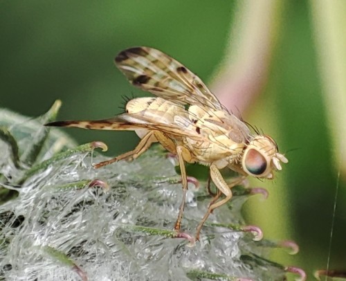 61. Chaetostomella cylindrica(?)