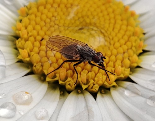 65. Anthomyia monilis(?)