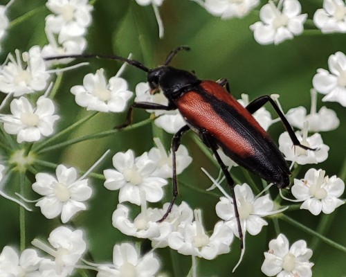 65. Stenurella melanura(?)