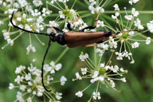 69. Stictoleptura rubra(? - samiec)