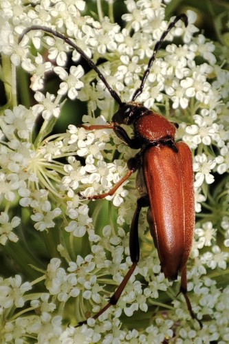 70. Stictoleptura rubra(? - samica)