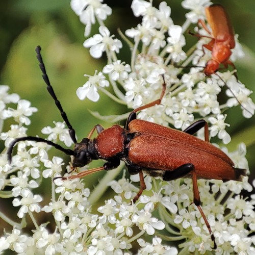 71. Stictoleptura rubra(? - samica), w tle Rhagonycha fulva(?)