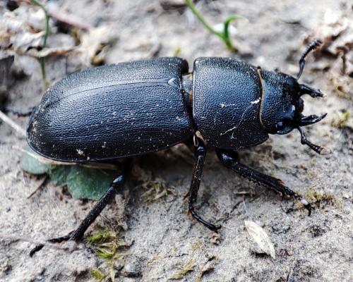 75. Dorcus parallelipipedus