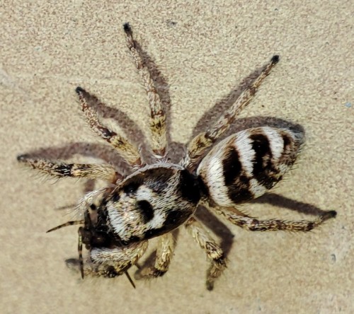 56. Skakun arlekinowy (Salticus scenicus) - bardzo duża samica z ofiarą (innym pająkiem), podobno dorastają do 7-7,5 mm - ten osobnik miał wielkość zbliżoną do 1 cm
