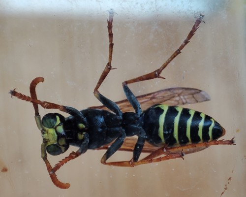 64. Klecanka pospolita/rdzaworożna (Polistes dominula)