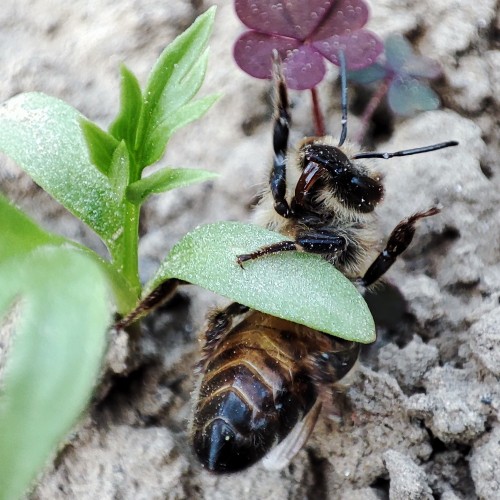 70. Apis mellifera