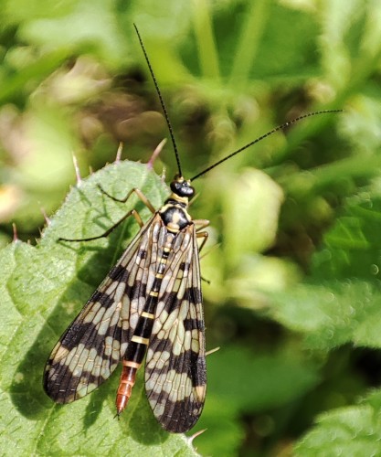 24. Panorpa communis - samica