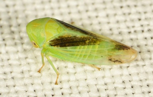 Homoptera - Macropsis gravesteini  2023.06.19  DSC_7220.JPG