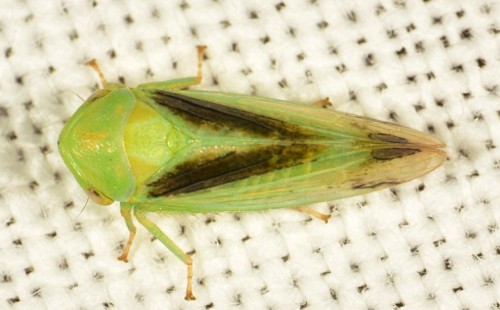 Homoptera - Macropsis gravesteini  2023.06.19  DSC_7221.JPG