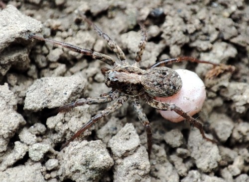 68. Alopecosa sp.(?) - samica z kokonem