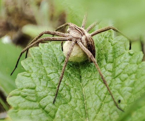 69. Darownik przedziwny (Pisaura mirabilis) - samica z kokonem