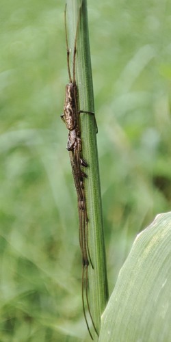 75. Tetragnatha sp. (T. montana?) - samiec