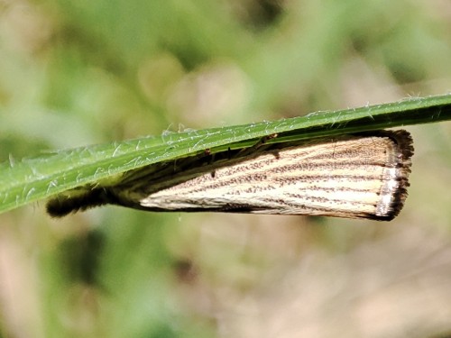 39. Wachlarzyk słomkowy (Agriphila straminella)