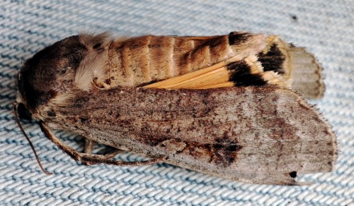 40. Rolnica tasiemka (Noctua pronuba) znaleziona martwa