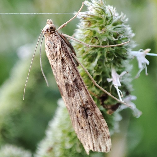 41. Nomophila noctuella