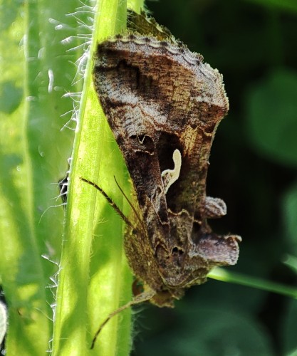 42. Błyszczka jarzynówka (Autographa gamma)