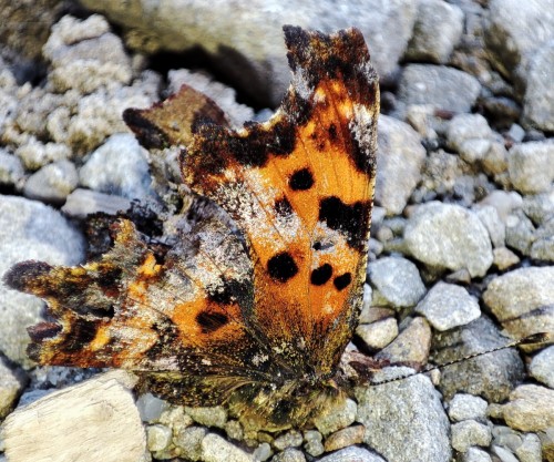 47. Rusałka ceik (Polygonia c-album)