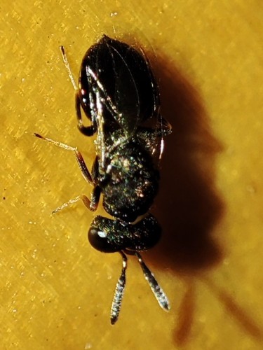 74. Trissolcus sp.?