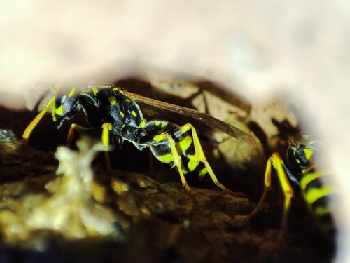 80. Klecanka pospolita/rdzaworożna (Polistes dominula) - gniazdo w murze (wydrążona cegła)