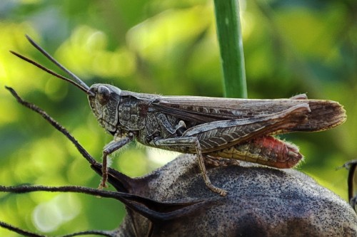 55. Chorthippus brunneus?