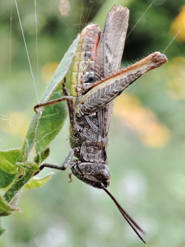 57. Chorthippus brunneus?