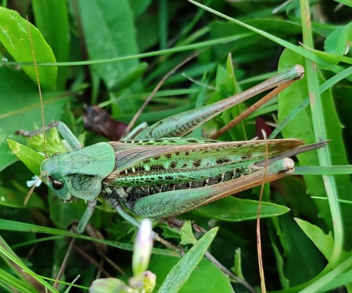 60. Łatczyn brodawnik (Decticus verrucivorus)