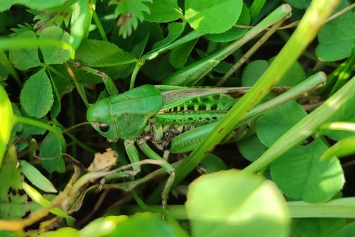 61. Łatczyn brodawnik (Decticus verrucivorus)