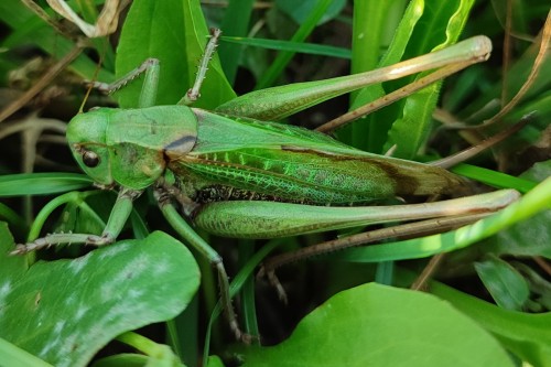 62. Łatczyn brodawnik (Decticus verrucivorus)