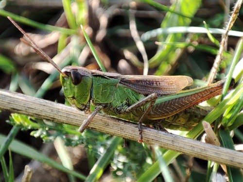 63. Pseudochorthippus montanus?