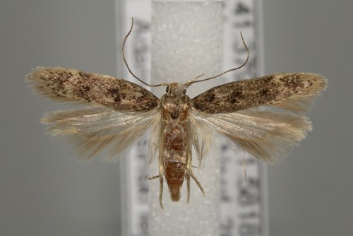 Bryotropha domestica (1).jpg