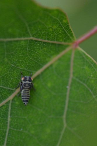 Cicadellidae – Skoczkowate