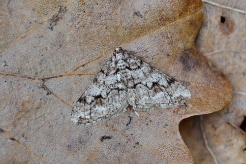 Agriopis leucophaearia (Denis & Schiffermüller, 1775).JPG