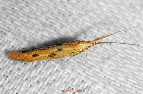 Coleophora-JAC_5336aaa.jpg