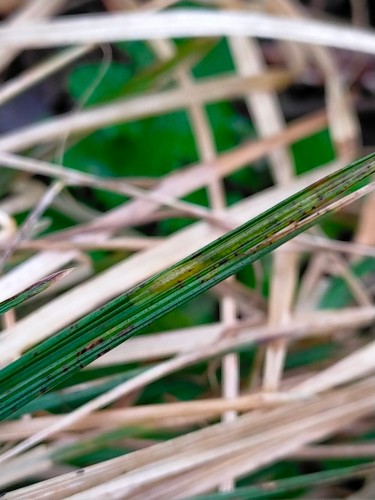 Mina na Deschampsia caespitosa