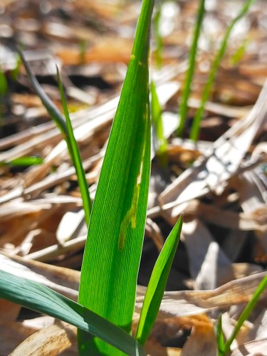 Mina Elachista maculicerusella na Phalaris arundinacea