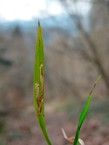 Miny na Brachypodium sylvaticum